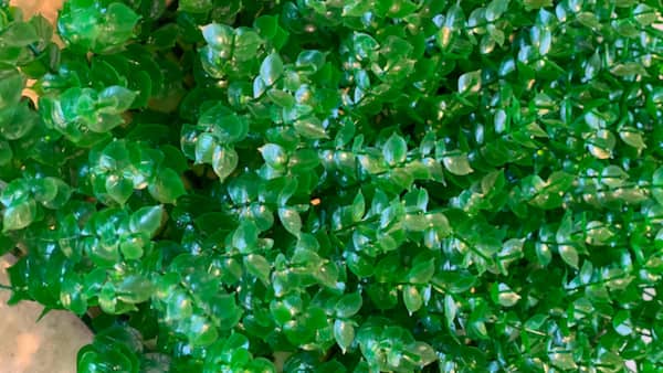 تصویر 3 از فروش گرین وال شمشادی + قیمت خرید به صرفه